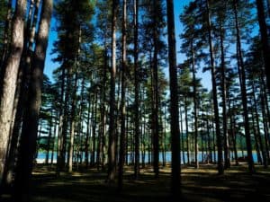 Pins et lac