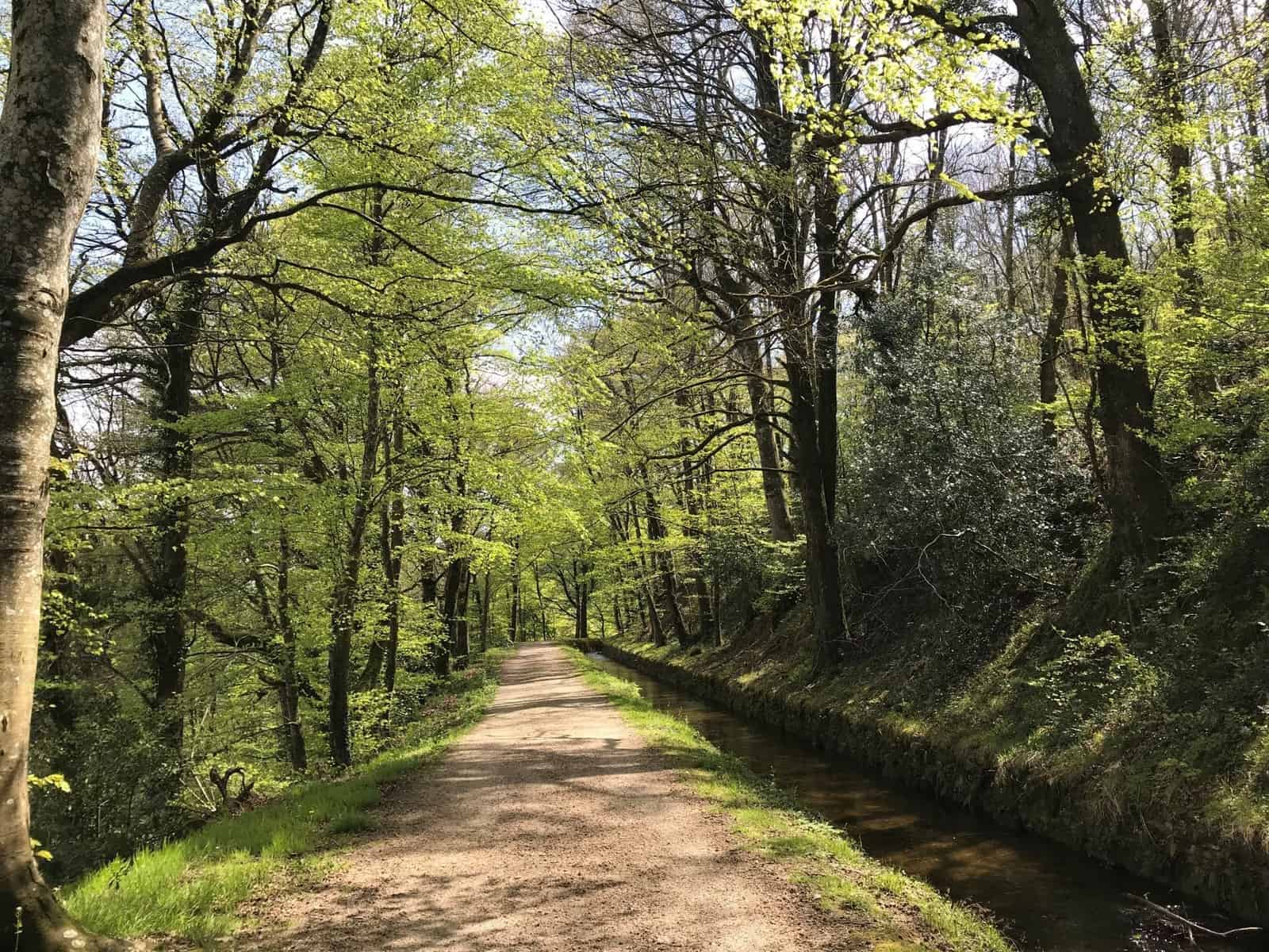 La rigole de la Montagne, Forêt, Tarn