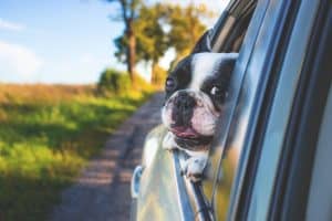 Tête chien voiture